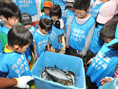 お魚がたくさん